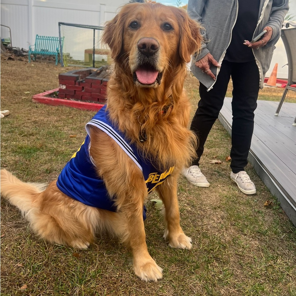 Blue and Yellow Dog Jersey